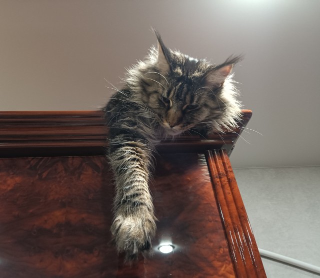 Кошка