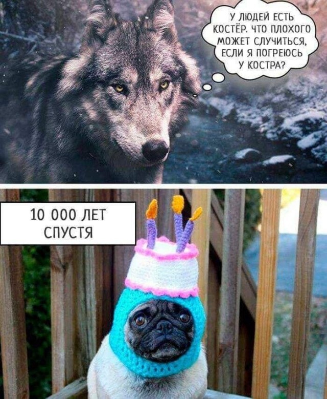 Я убью тебя, хозяин!