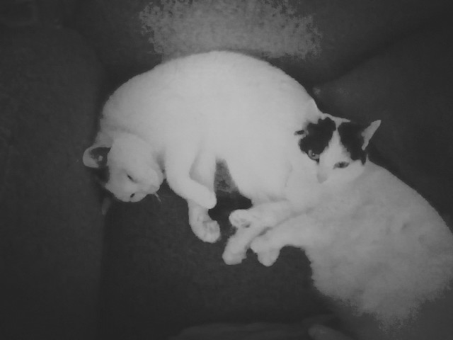 Жизнь домашнего приюта "Котоленд" 423