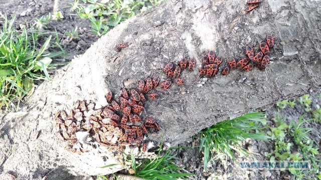 Весна пришла