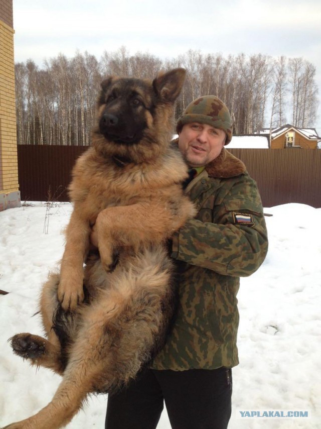 Восточноевропейская овчарка