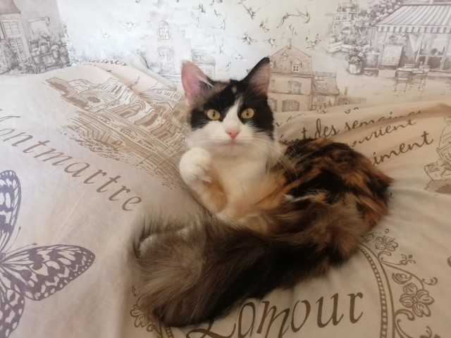 Совпало с котовторником.
