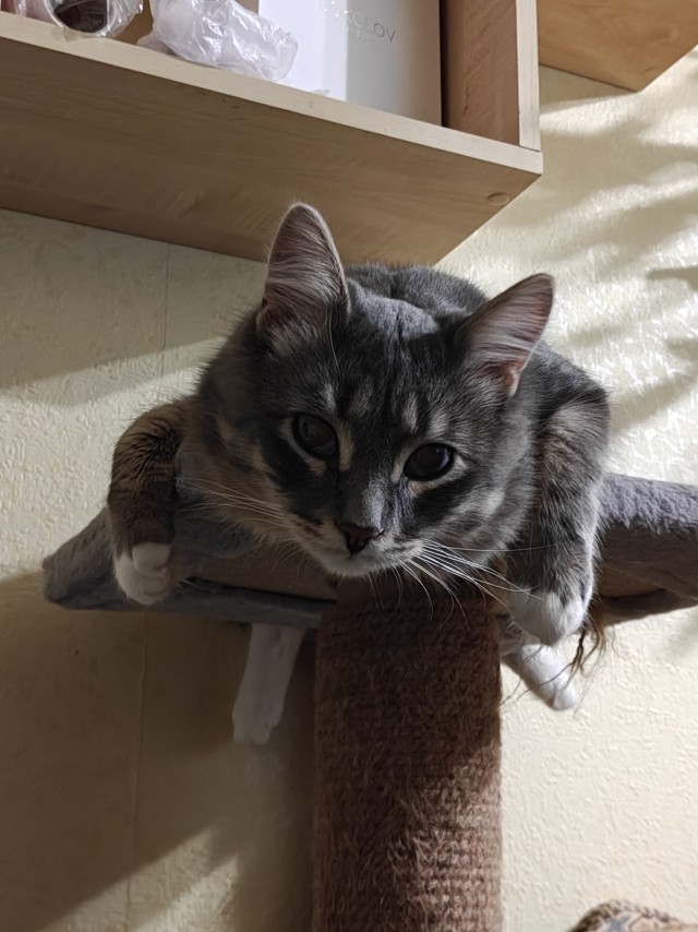 Спящий кот