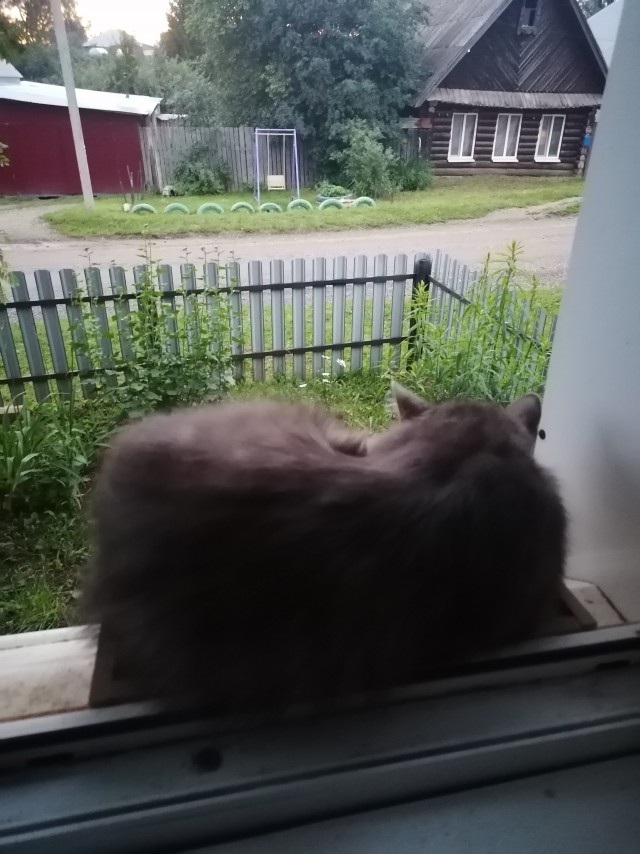 Кошки не похожи на людей