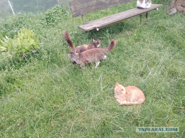 Жизнь домашнего приюта для котеек 549