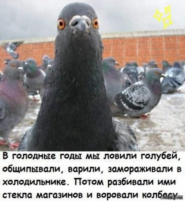 За кормление голубей на улице россиян будут штрафовать