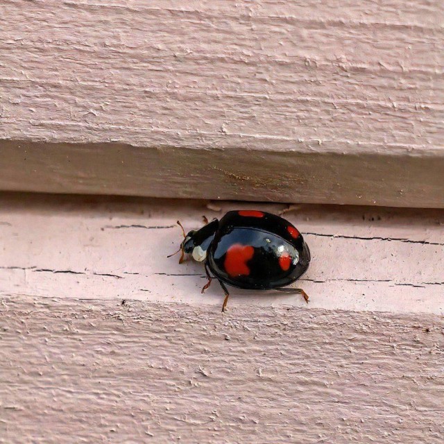 Инсектофобам соболезнуем.