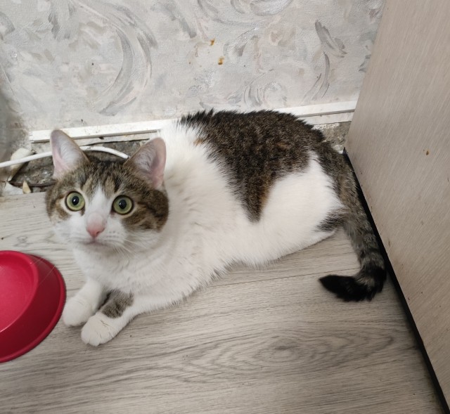 Настойчиво просит погладить