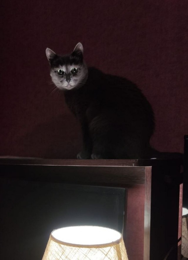 Спасение котят, не забугорное