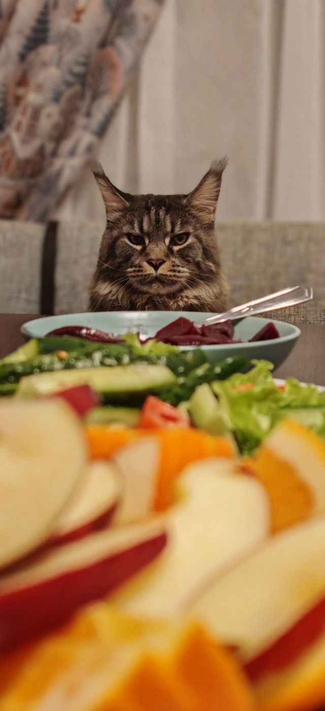 Кот