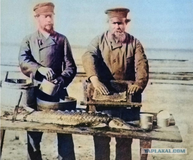 Были ли черная икра и крабы повседневной едой?