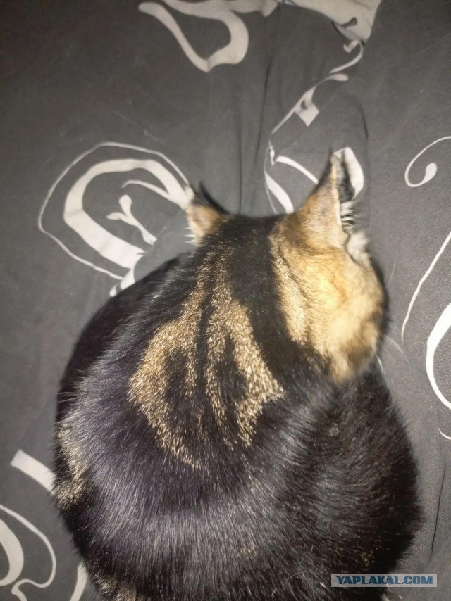 Растягиваем кота