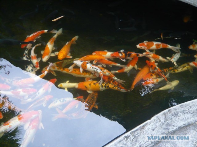 Голодные рыбы-карпы