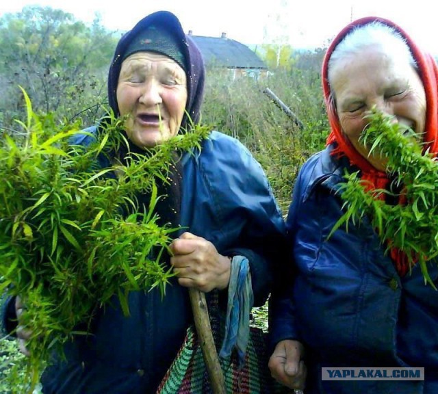 Когда вы плюсуeтe тему в платине