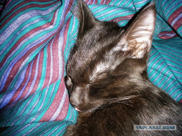 Котовторник