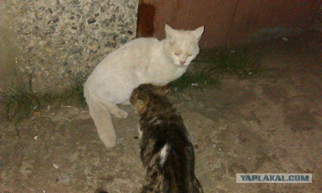 Кот - новый питомец
