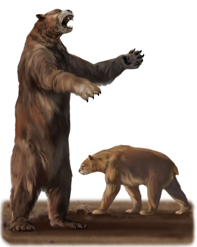 Короткомордый Медведь