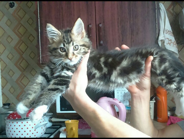 Котовторник 17.11.2015