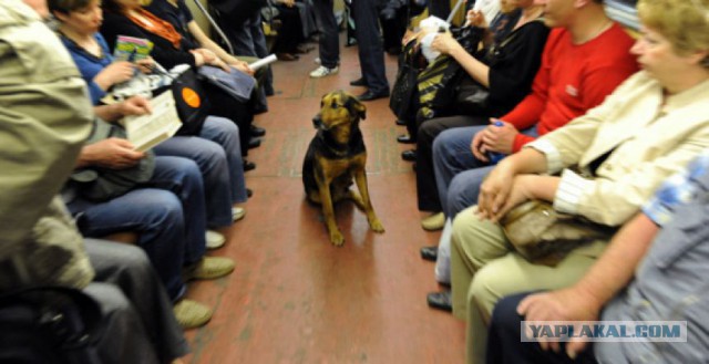 Как бездомные собаки ориентируются в московском метро