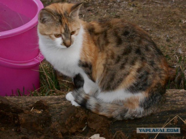 Жизнь домашнего приюта для котеек 107