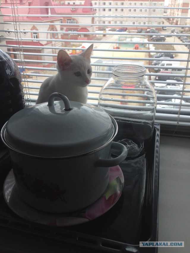 Котовторник 03.05.2016