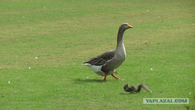 Флорида.Орландо.