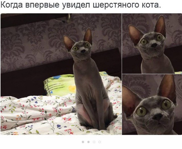 Порция картинок из сети