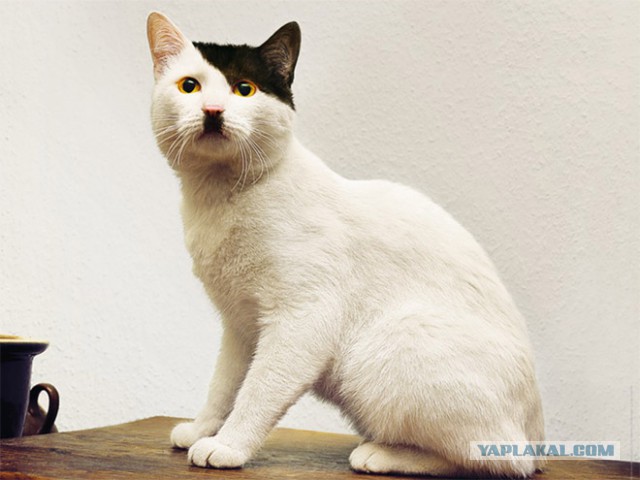 Кот грузинский