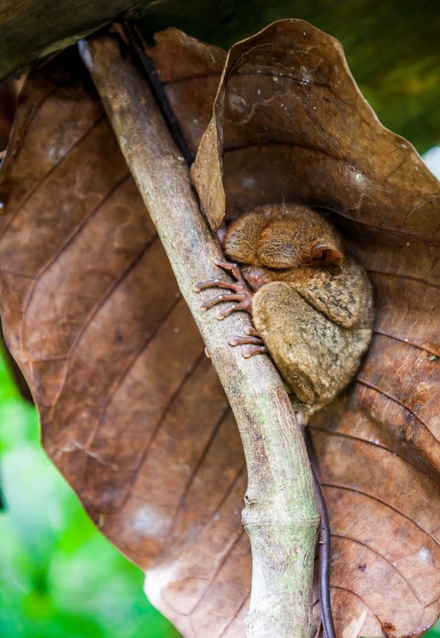 Долгопяты (лат. Tarsius)