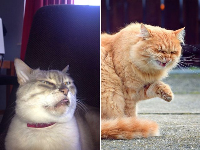 Коты и Кошки