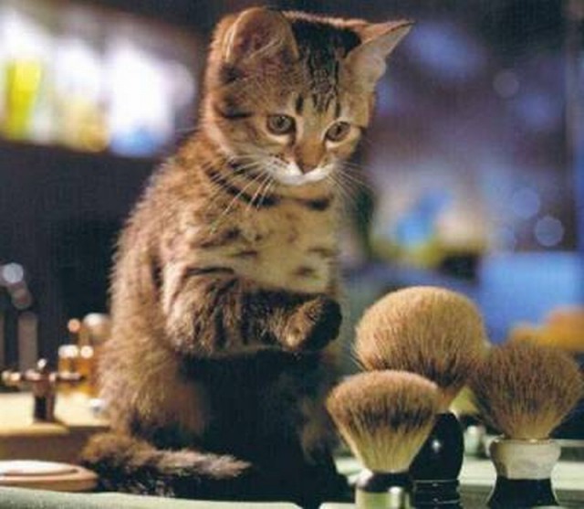 Коты и Кошки