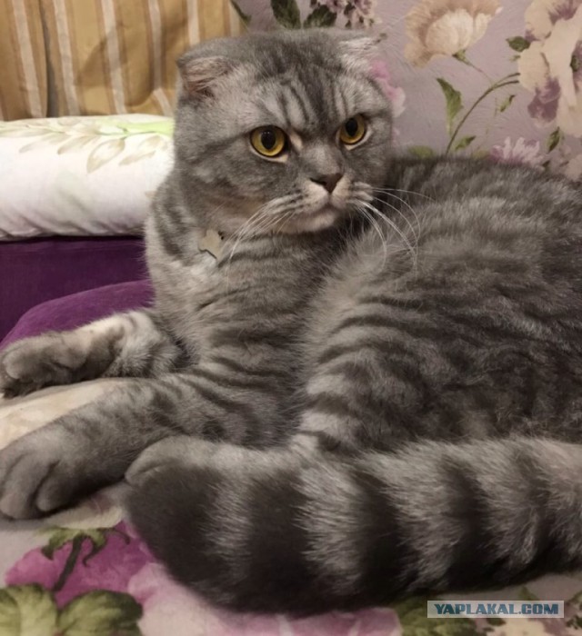 А не открыть бы нам котовторник 03.04.2018