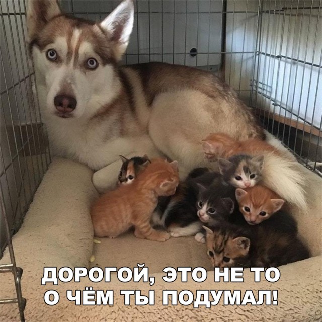 Живность из сети