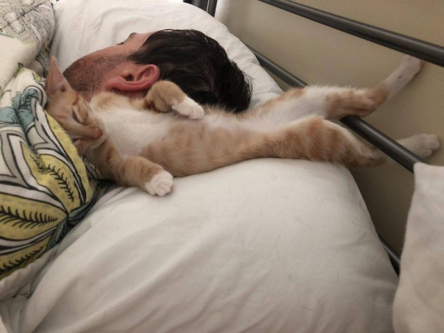 Прикольных котов пост