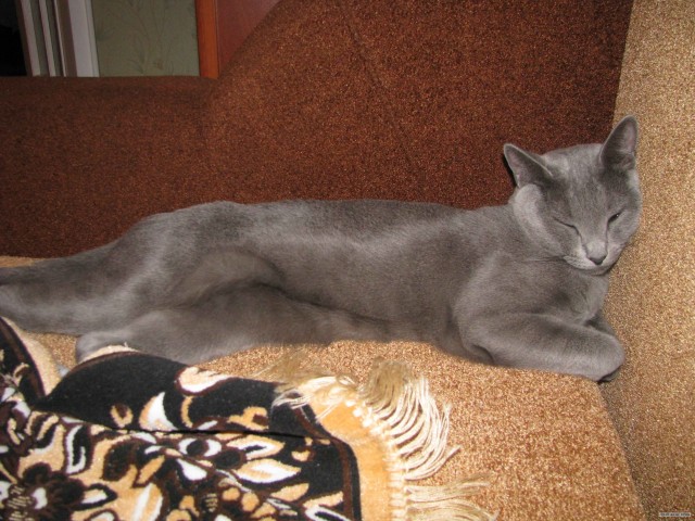 Котовторник (14.02.2012)