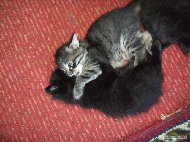 КОТОВТОРНИК (6.03.2012)