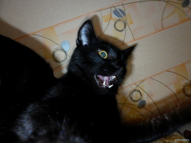 Котовторник 22.05.2012