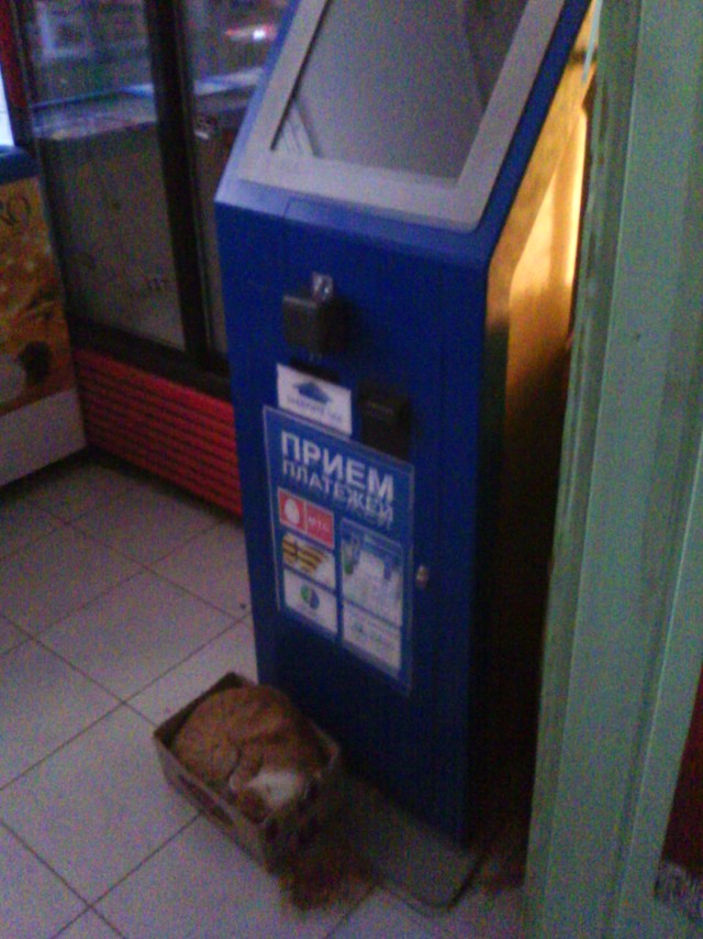 Котовторник   5.06.2012