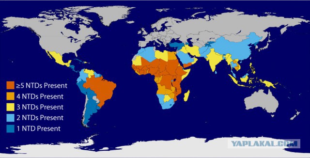 Вопрос вымирания: паразитарные болезни беднейших стран.