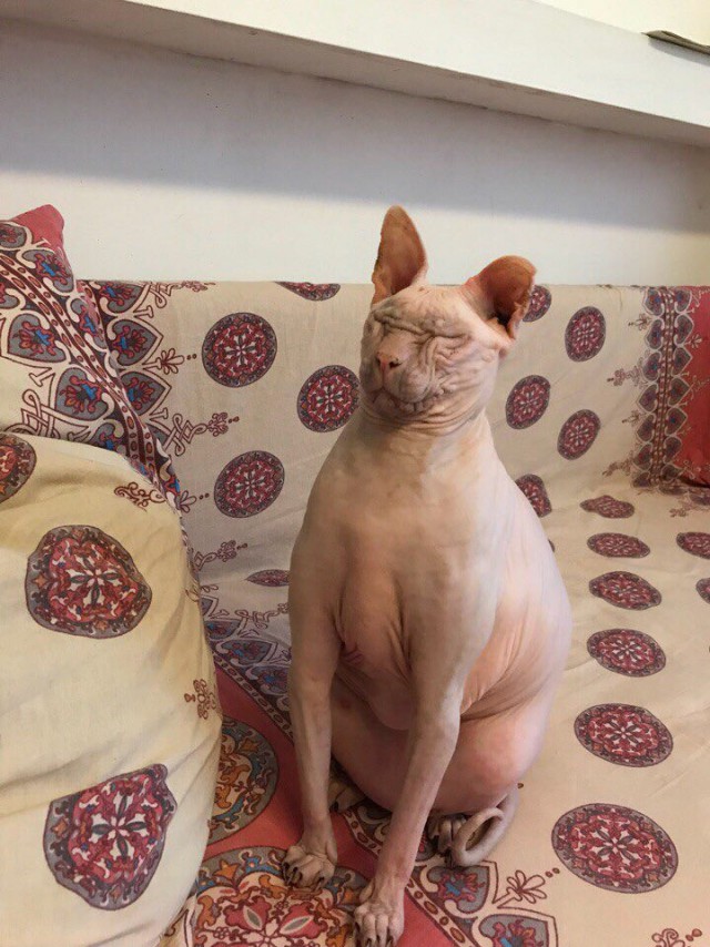 Забавные фото котеек