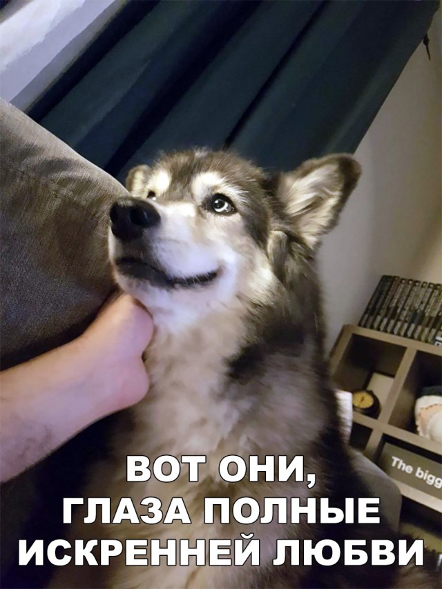 Милые животные. Мимиметр сломался