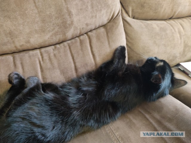 Котодед.