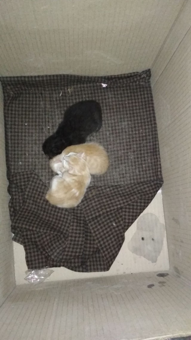 Котовторник!
