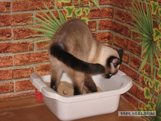 Хоба! Котовторник!