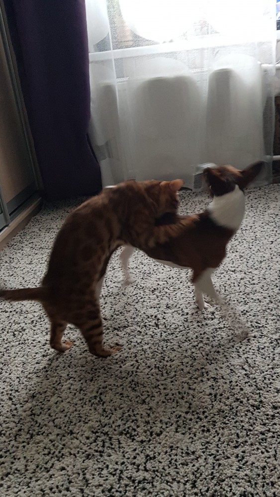 Американские коты - 6