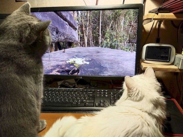Котенок проснулся