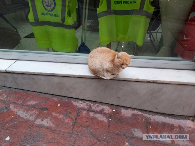 Котики Стамбула