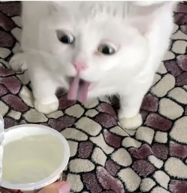 Голый глава фермерского хозяйства Дмитрий Гандженко вместе с майором полиции в отставке Максимом Маслаковым принимают молочную ванну