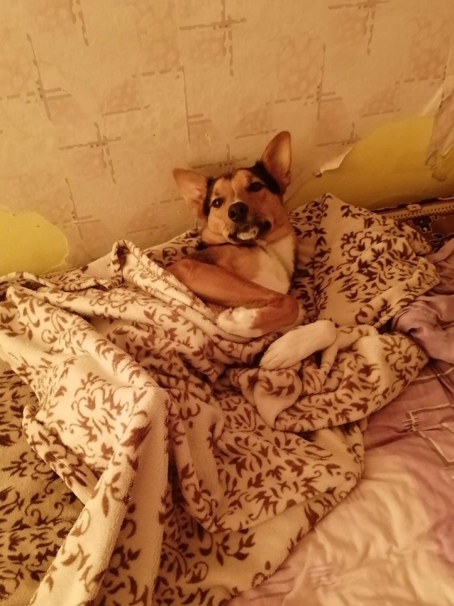Преданный