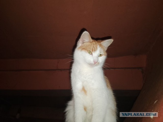 Жизнь домашнего приюта для котеек 476